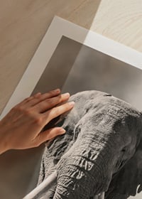 Afrikansk elefant med långa vita betar i monokroma toner-9