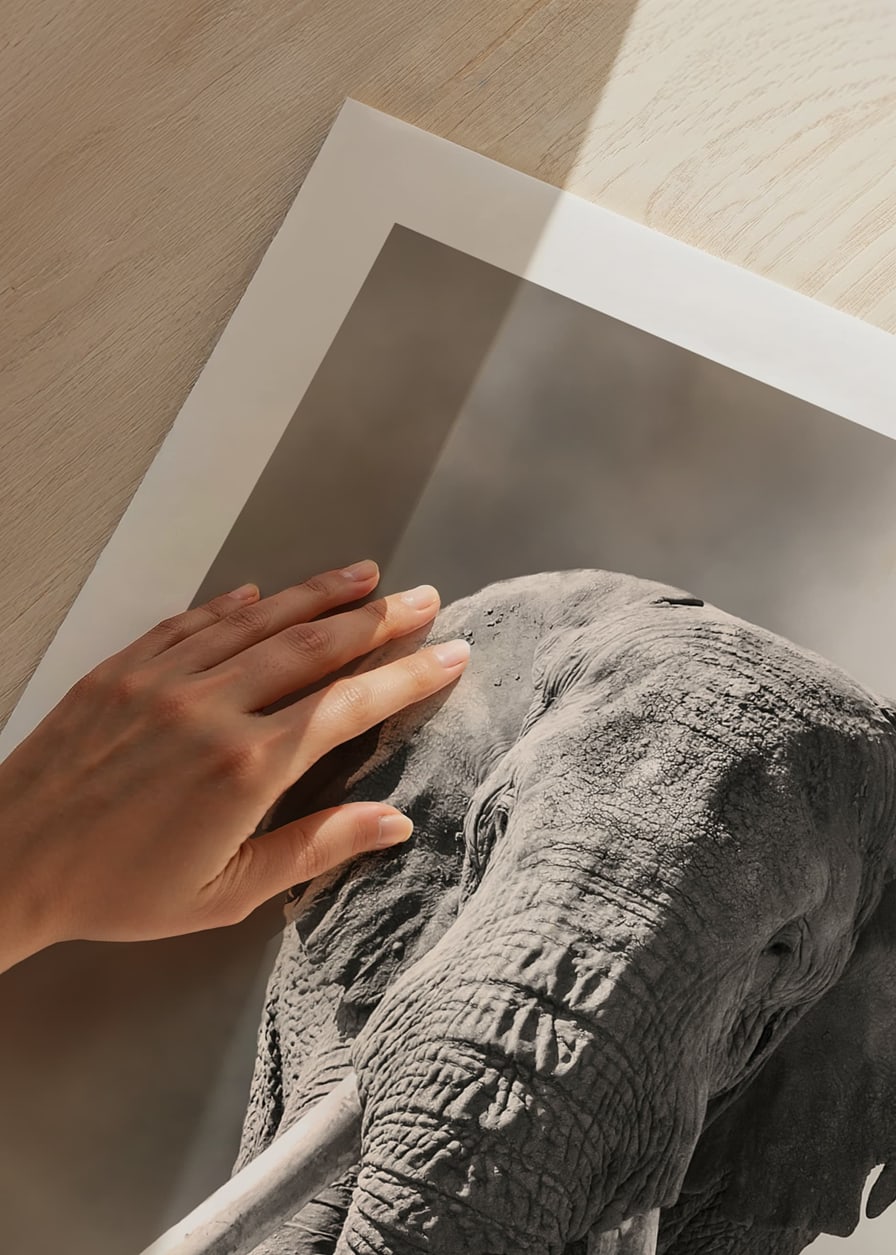 Afrikansk elefant med långa vita betar i monokroma toner-12