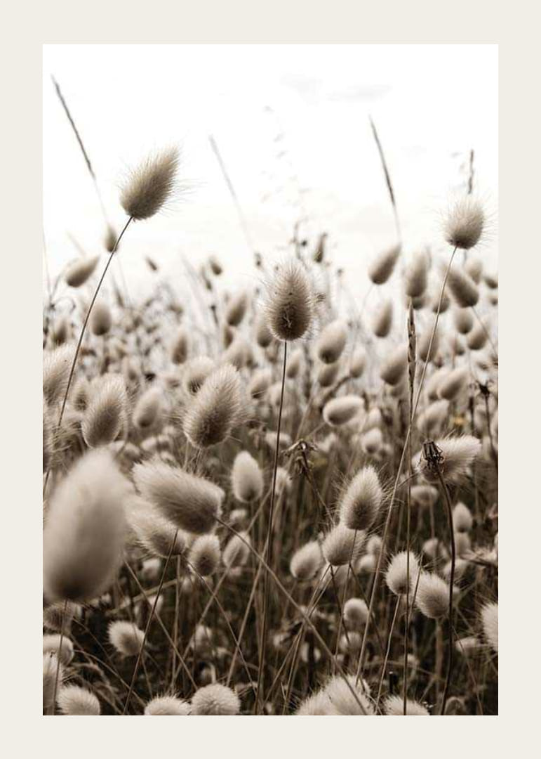 Primo piano di fili d'erba simili a canne con tenui toni marroni-12