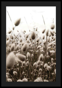 Primo piano di fili d'erba simili a canne con tenui toni marroni-4