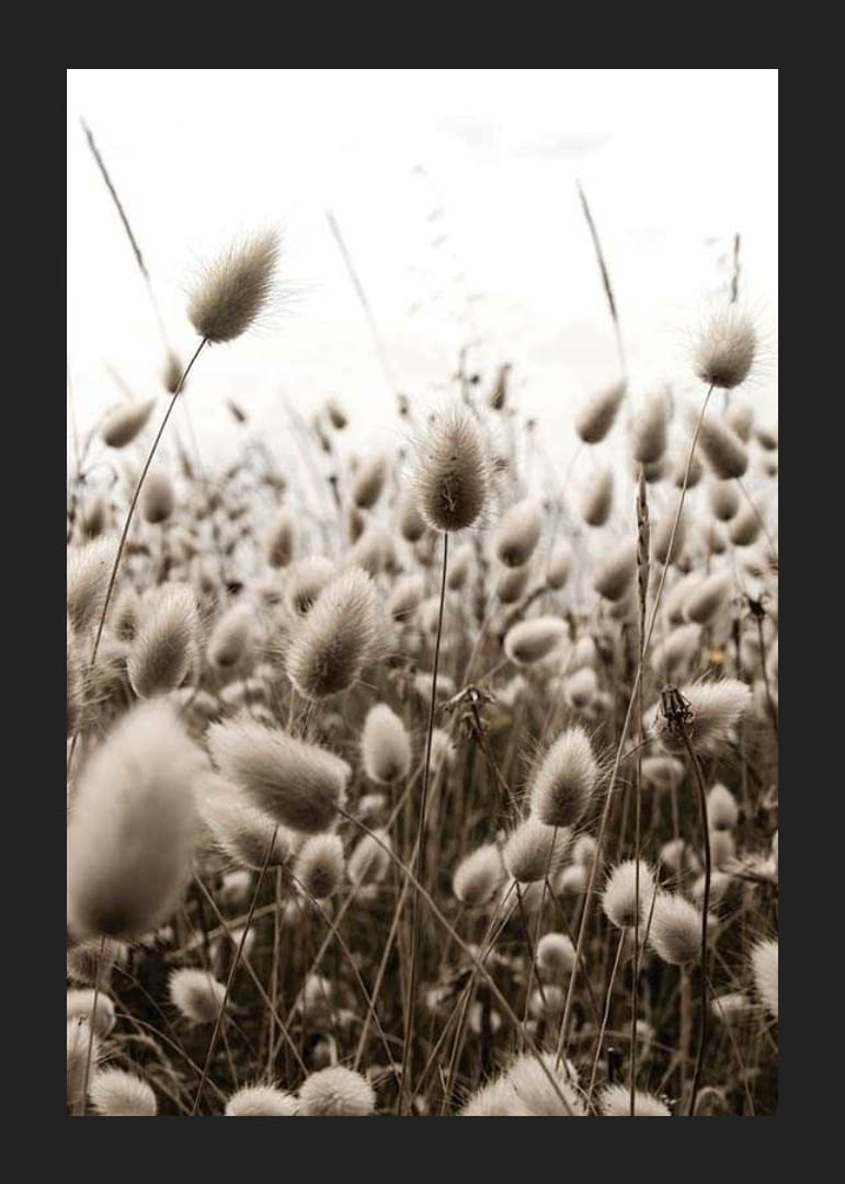 Primo piano di fili d'erba simili a canne con tenui toni marroni-12