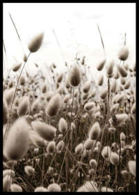 Reeds Field-2