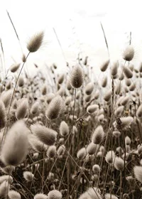 Close-up of reed-like blades of grass with soft brown tones-7