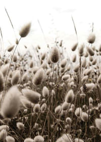 Reeds Field-3