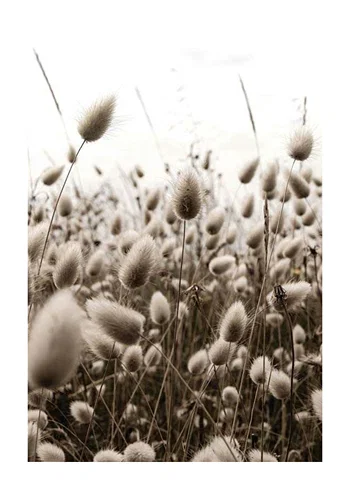 Poster Reeds Field