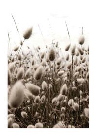 Reeds Field-1
