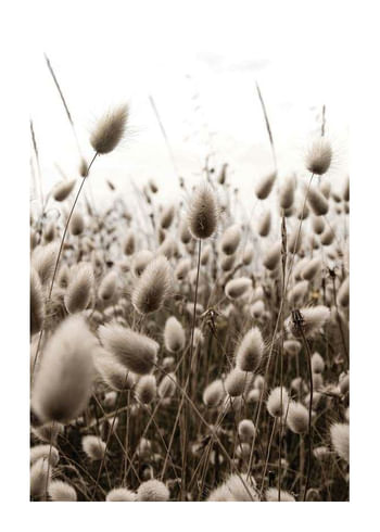 Plagát Reeds Field