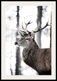 Detailný záber jeleňa s veľkými parohmi v zasneženom lesnom prostredí-2