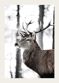 Close-up of deer with large antlers in snowy forest environment-3