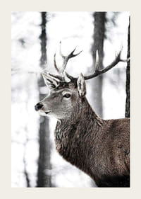 Detailný záber jeleňa s veľkými parohmi v zasneženom lesnom prostredí-3