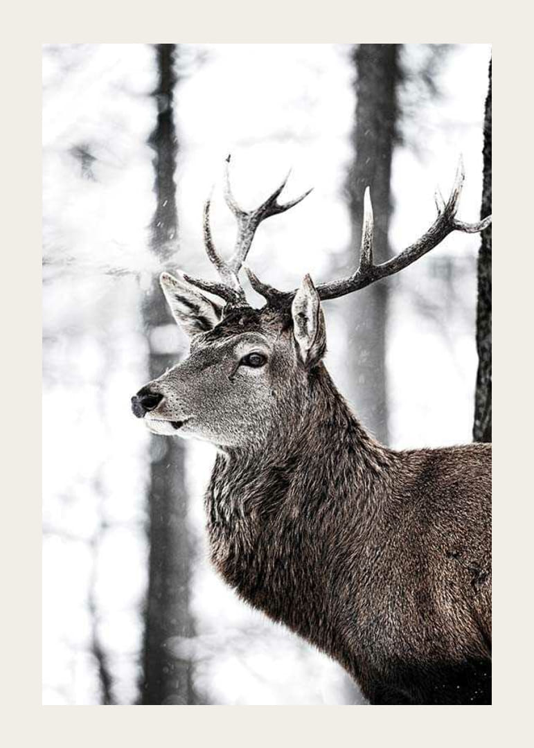 Detailný záber jeleňa s veľkými parohmi v zasneženom lesnom prostredí-12