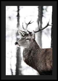 Detailný záber jeleňa s veľkými parohmi v zasneženom lesnom prostredí-4