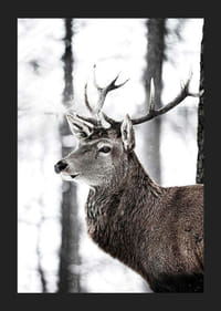 Detailný záber jeleňa s veľkými parohmi v zasneženom lesnom prostredí-5