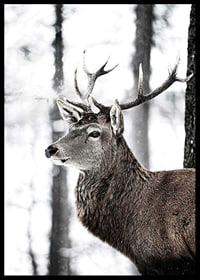 Close-up of deer with large antlers in snowy forest environment-6