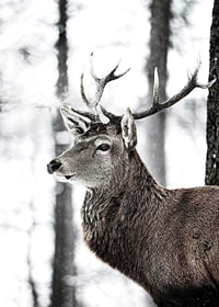 Close-up of deer with large antlers in snowy forest environment-7