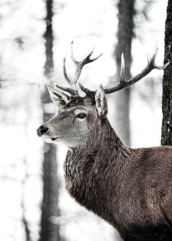 Close-up of deer with large antlers in snowy forest environment-12