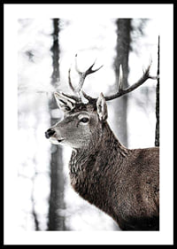 Close-up of deer with large antlers in snowy forest environment-0