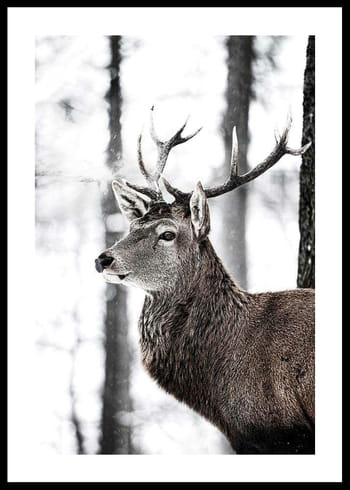 Poster Stag In Forest