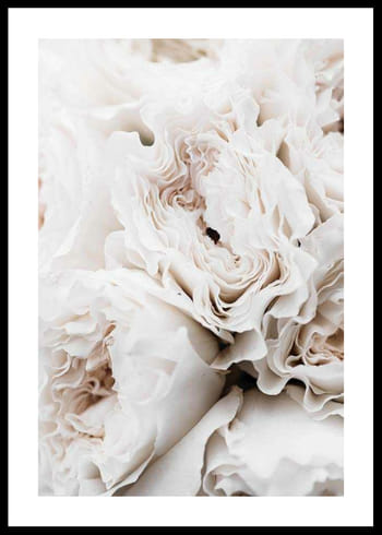 Poster Blossoming Roses