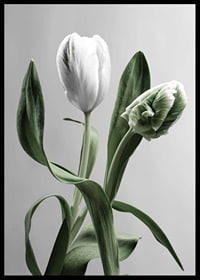 Close-up of white tulips with green leaves against gray background-6