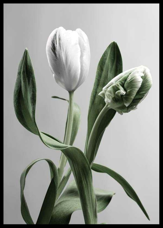Close-up of white tulips with green leaves against gray background-12