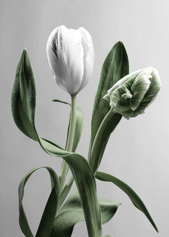 Close-up of white tulips with green leaves against gray background-12