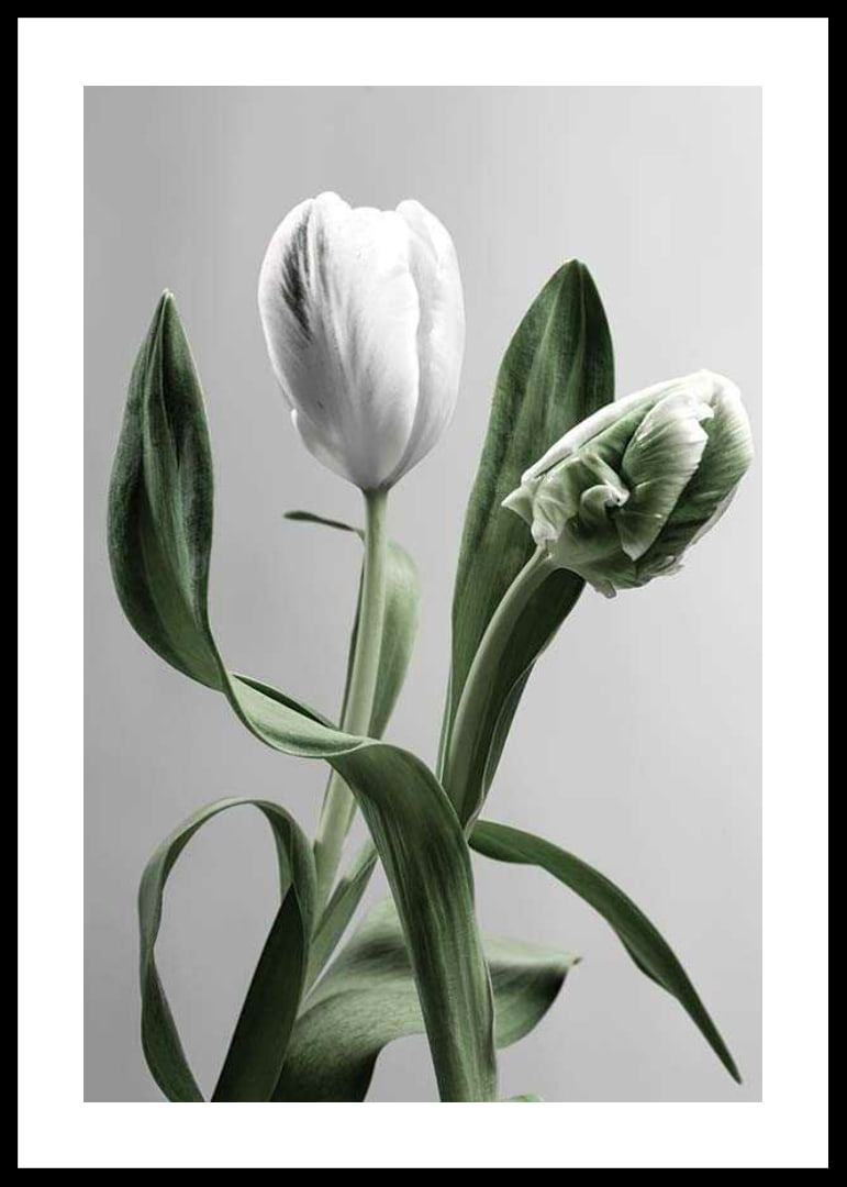 Close-up of white tulips with green leaves against gray background-12