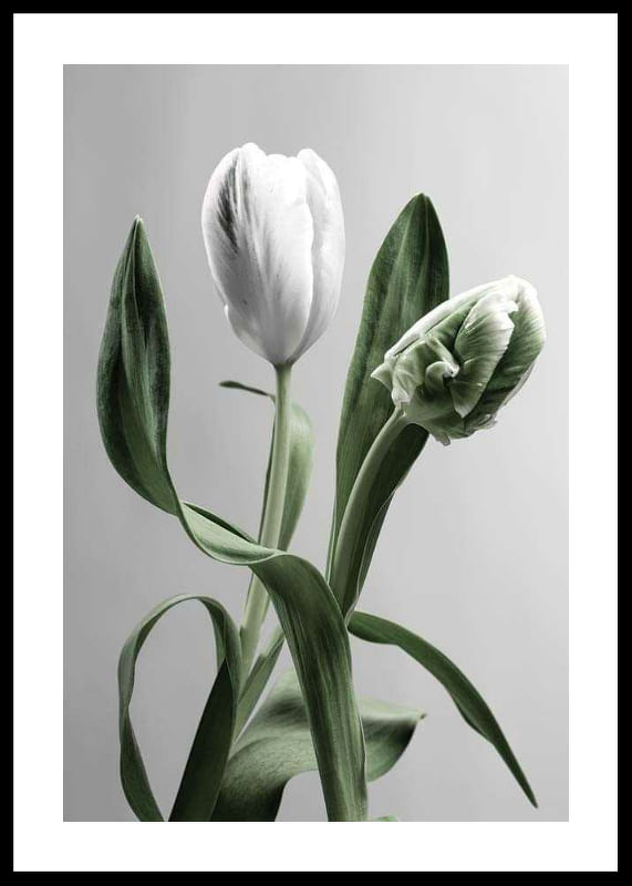 Tulip Flower-12