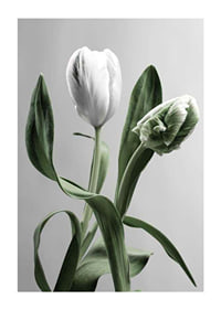 Close-up of white tulips with green leaves against gray background-1