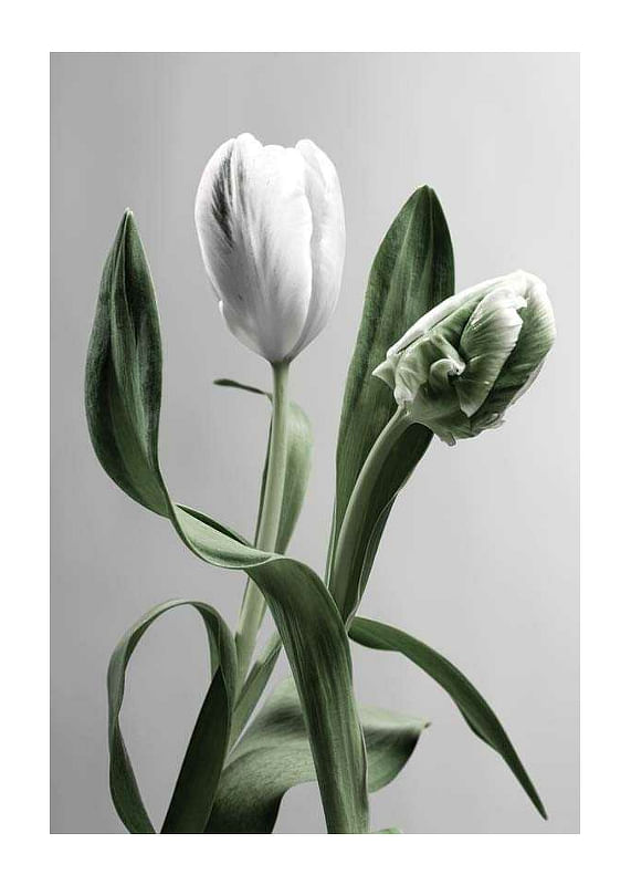 Tulip Flower-12