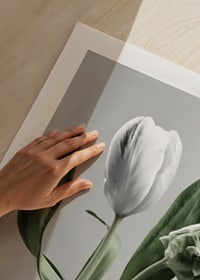 Close-up of white tulips with green leaves against gray background-9