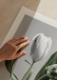 Tulip Flower-5