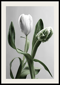 Close-up of white tulips with green leaves against gray background-2
