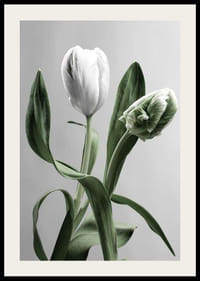 Närbild av vita tulpaner med gröna blad mot grå bakgrund-2