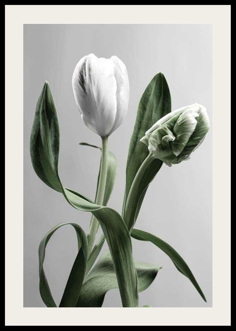 Närbild av vita tulpaner med gröna blad mot grå bakgrund-12