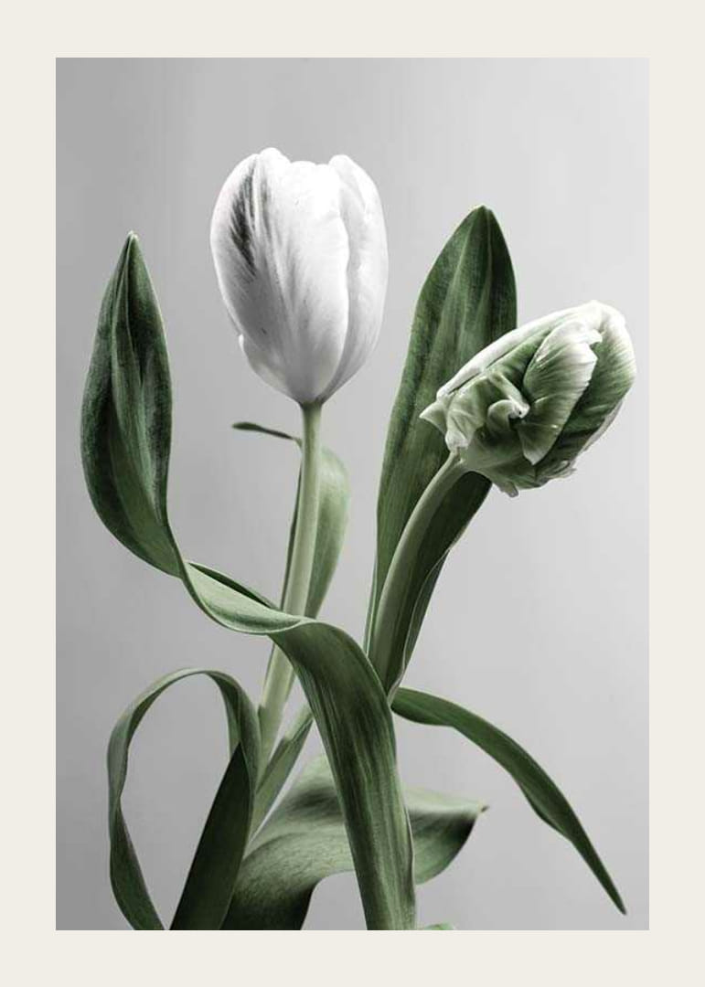 Närbild av vita tulpaner med gröna blad mot grå bakgrund-12