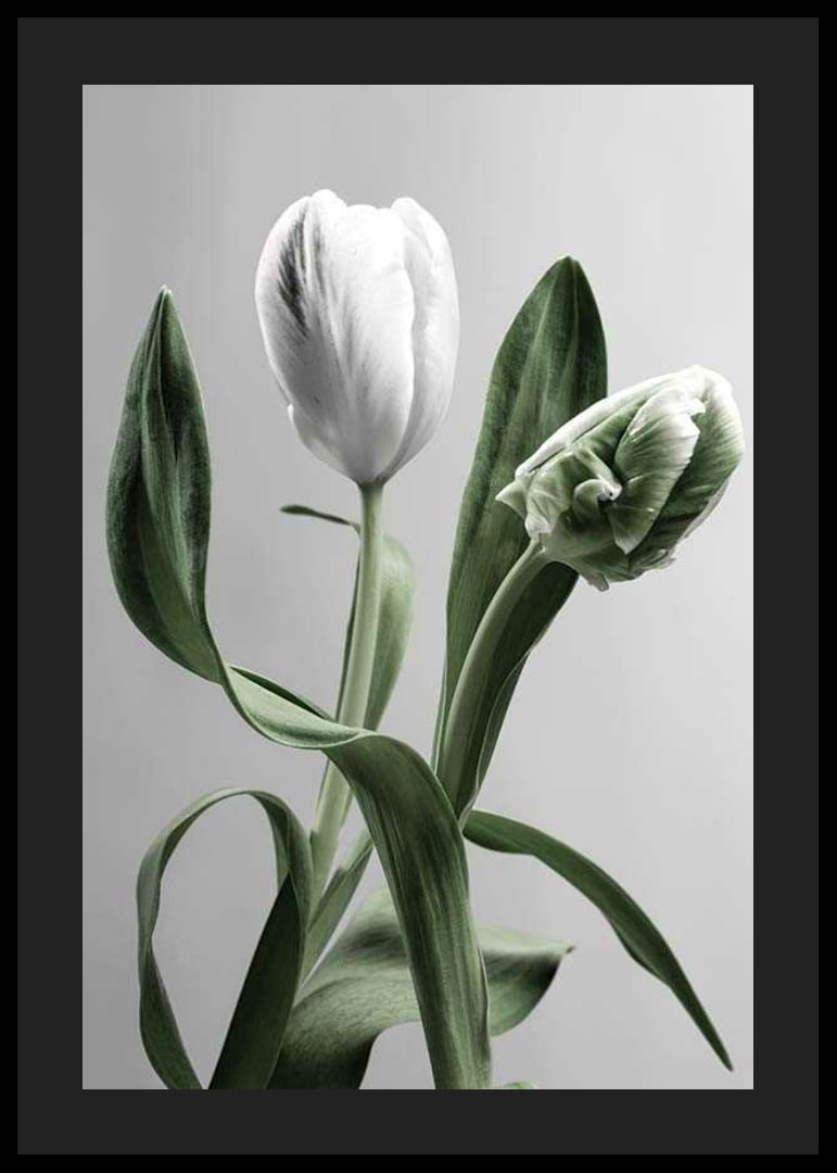 Close-up of white tulips with green leaves against gray background-12