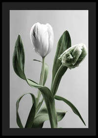 Närbild av vita tulpaner med gröna blad mot grå bakgrund-4