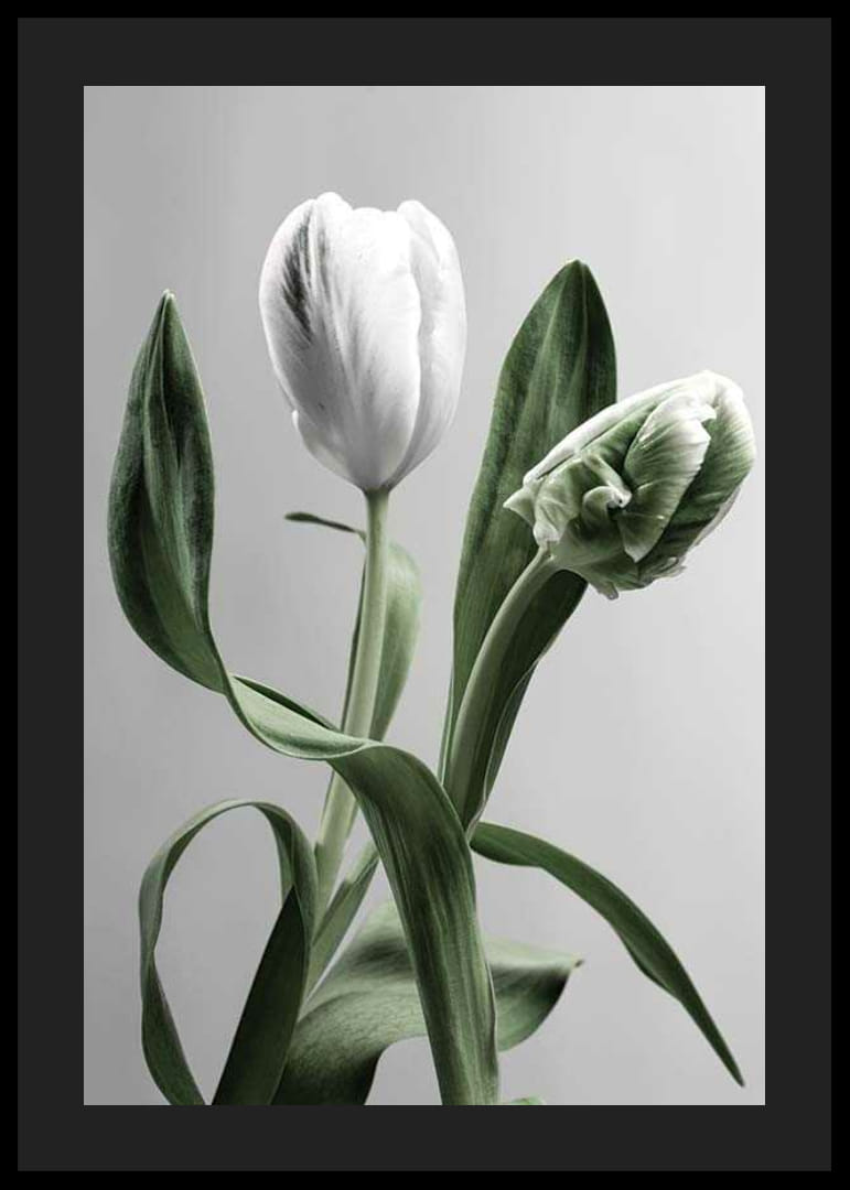 Närbild av vita tulpaner med gröna blad mot grå bakgrund-12