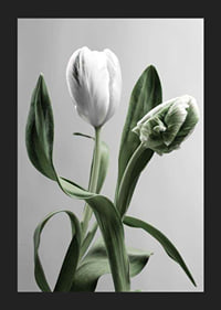 Close-up of white tulips with green leaves against gray background-5
