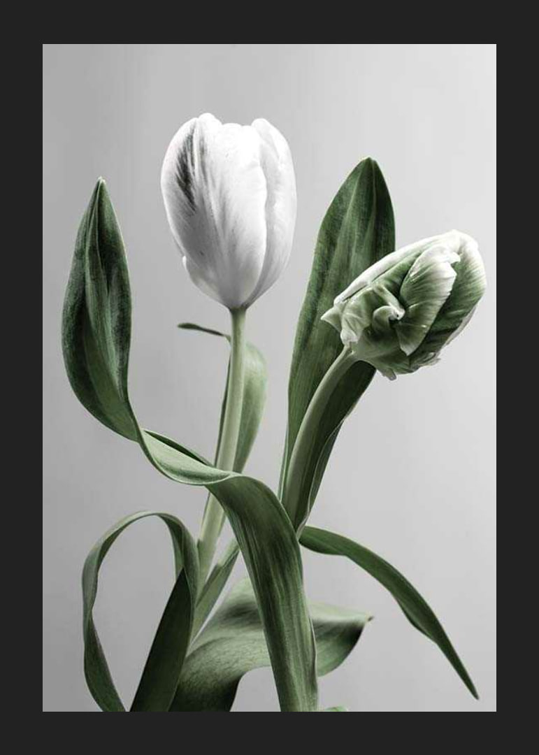 Close-up of white tulips with green leaves against gray background-12