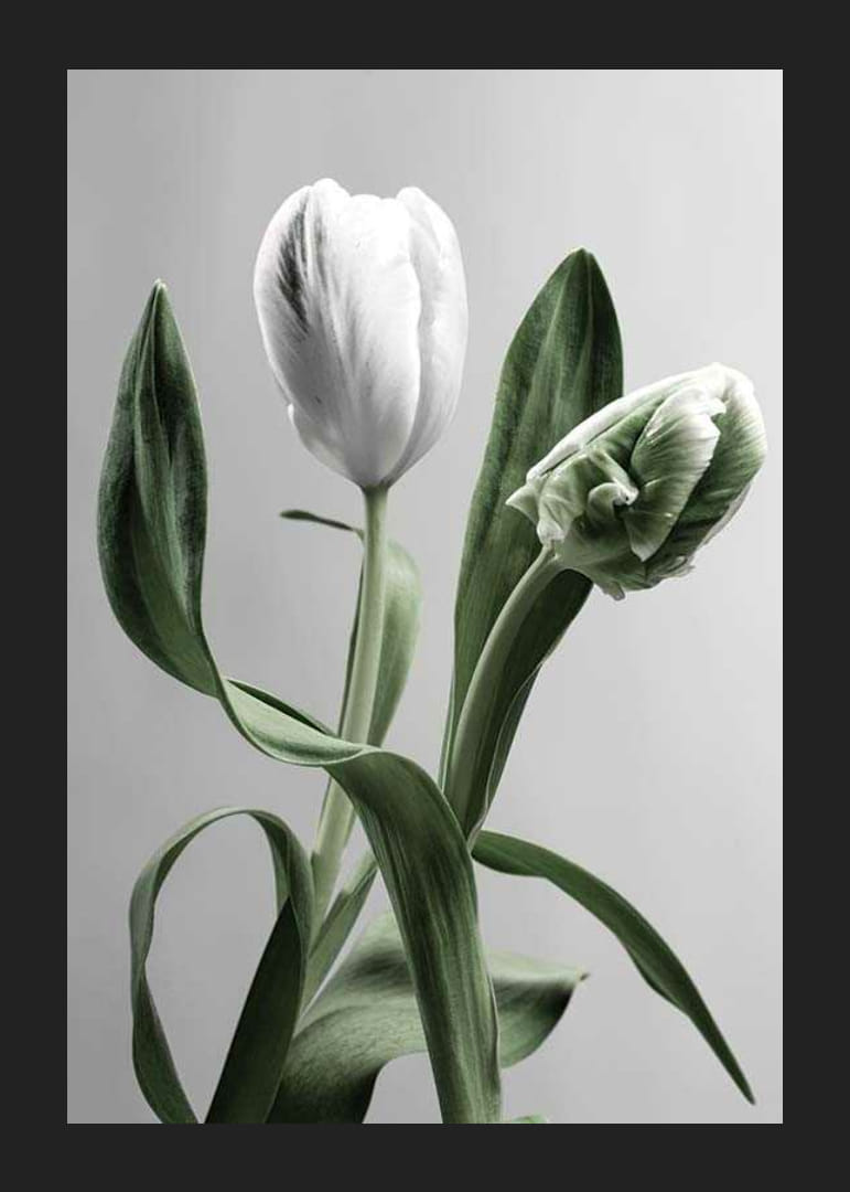 Närbild av vita tulpaner med gröna blad mot grå bakgrund-12
