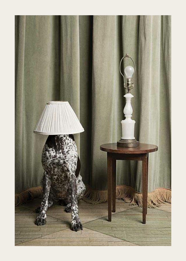 Fotografía de dálmata con pantalla de lámpara en la cabeza, estilo retro.-12