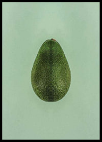 Photograph of whole green avocado against a solid green background-6