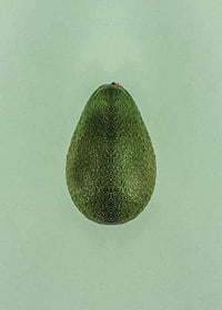 Photograph of whole green avocado against a solid green background-7