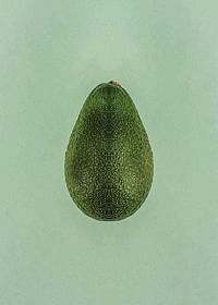 Avocado-3