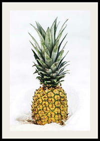 Photographic pineapple in close-up against white background-2