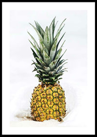 Photographic pineapple in close-up against white background-0