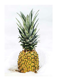 Photographic pineapple in close-up against white background-1