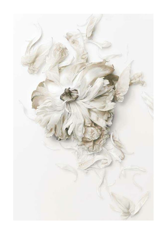  Peony Petals No1